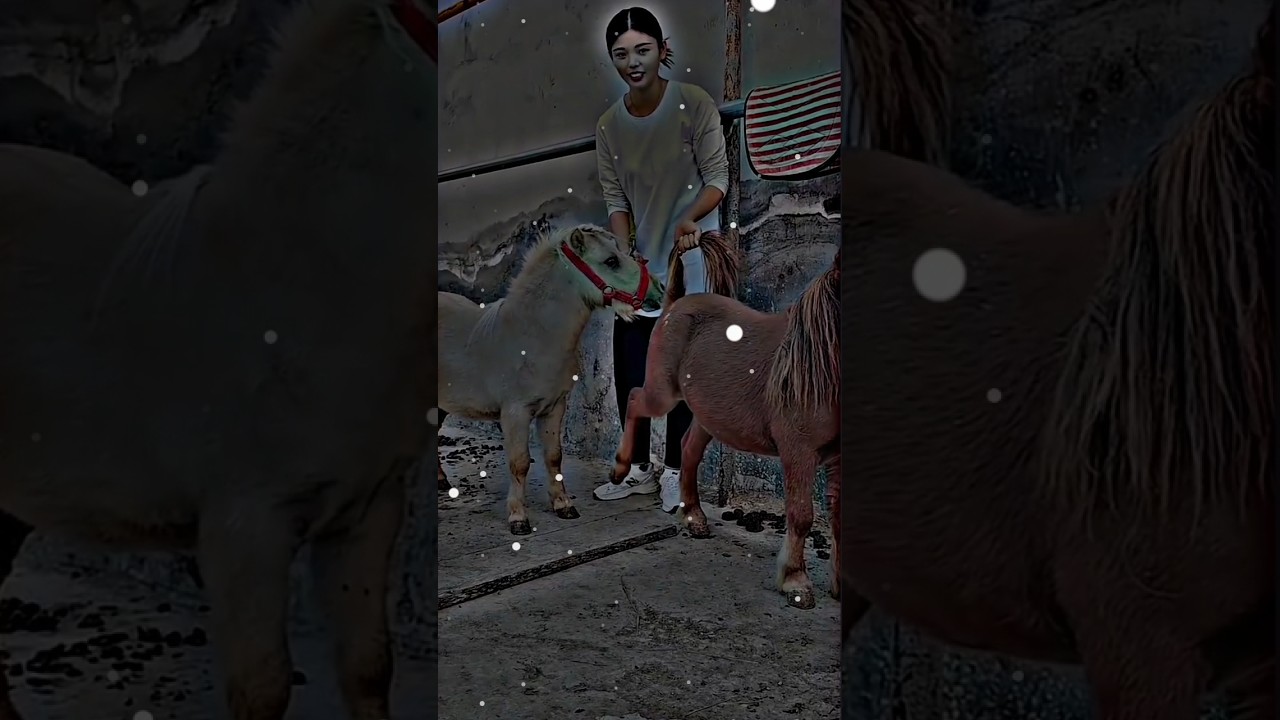 #farim #pferd #bauernhof #cowboy #trendingshorts