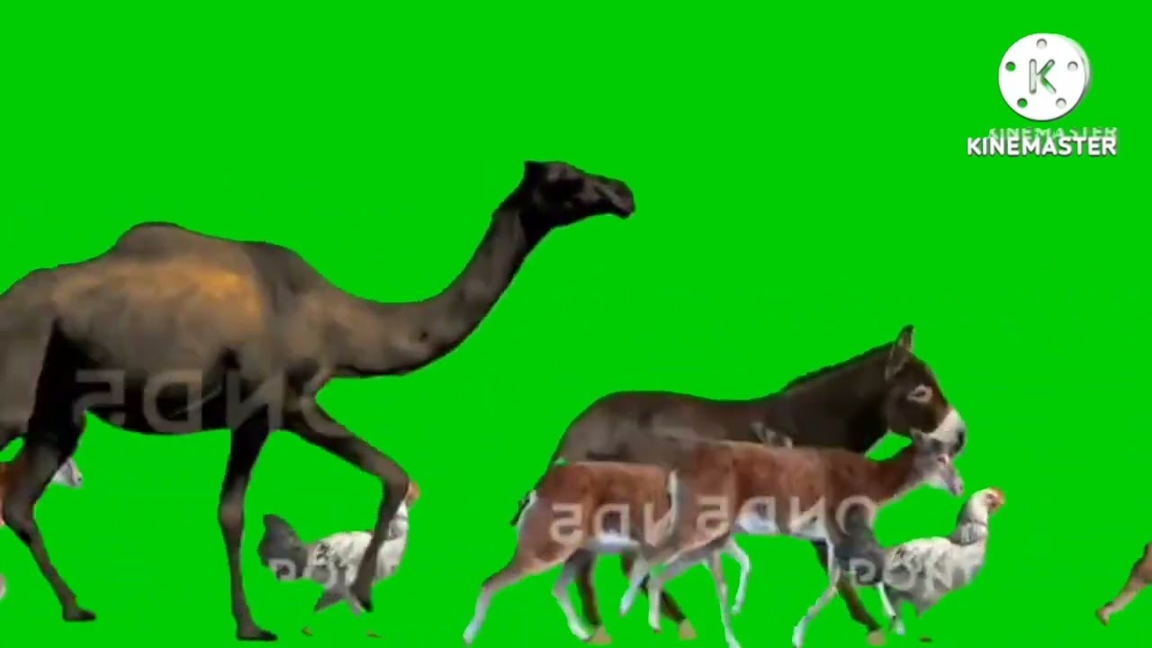 Farm animal stampede green screen (for @Sticknodespro6522)