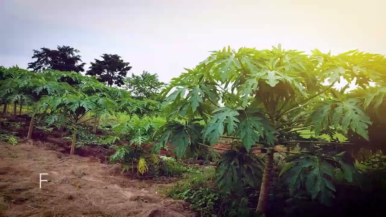 Farm Overview