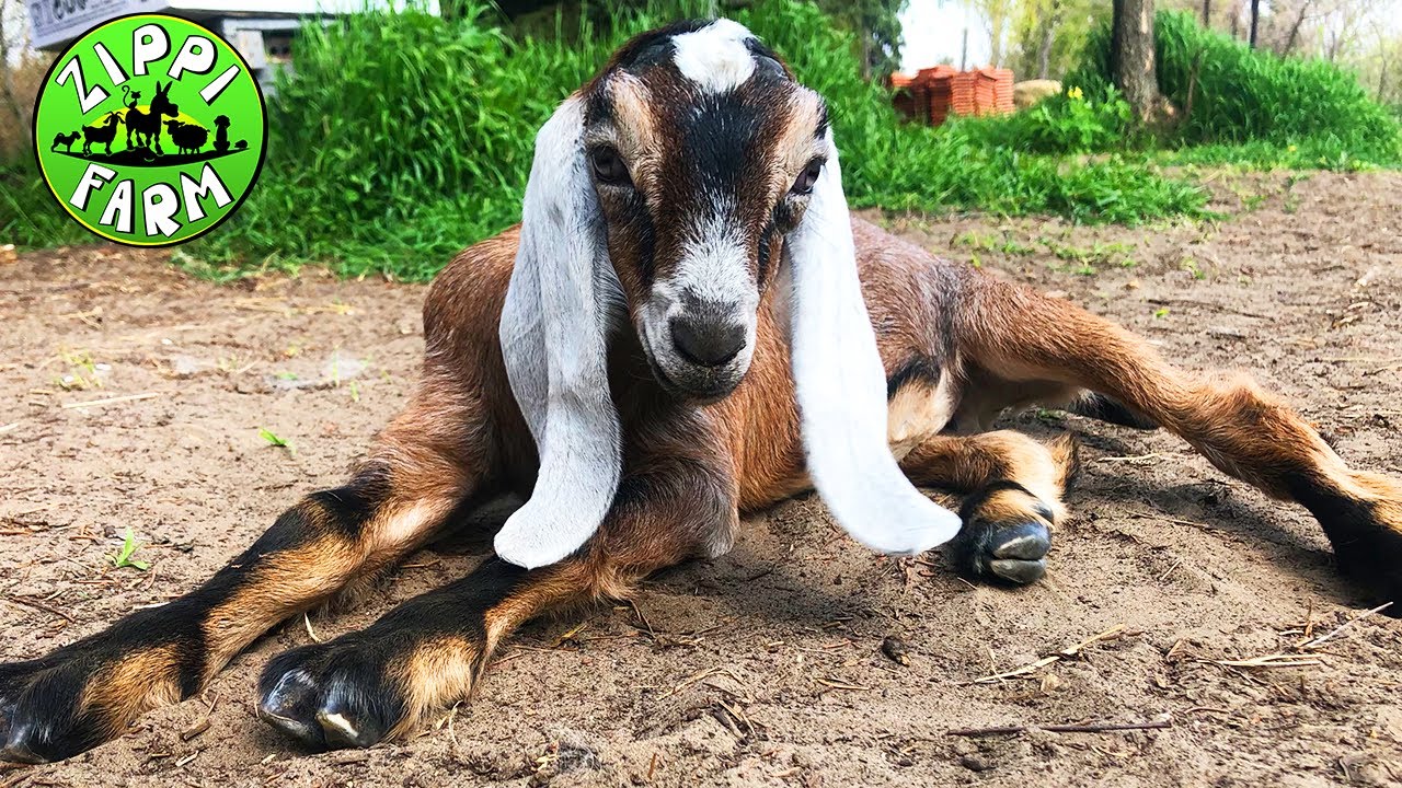 FarmNapló 10. rész