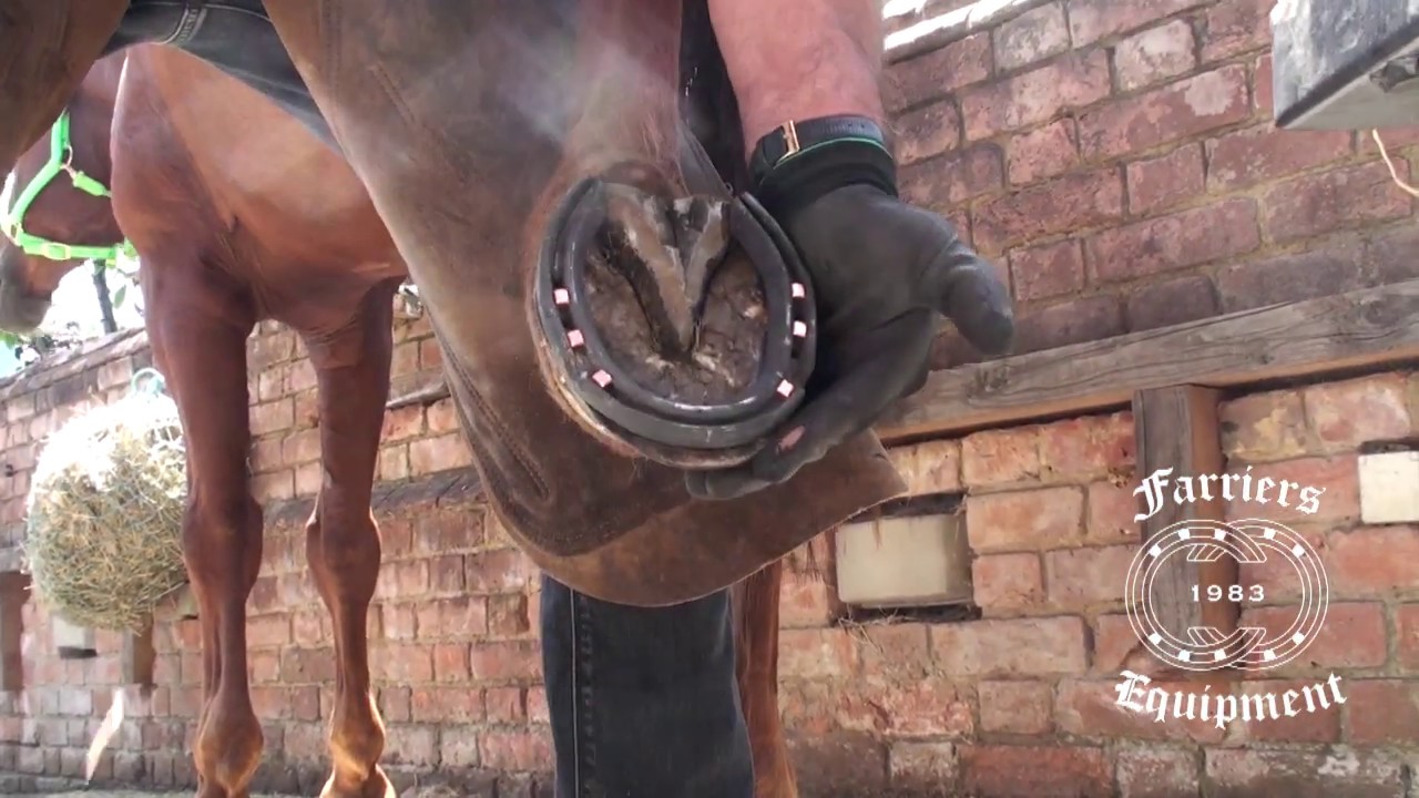 Farriers Equipment Nailing on Hammer