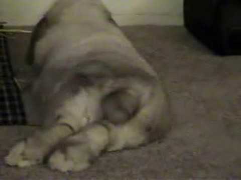 Farting Bunny Rabbit - Sadie has no manners!