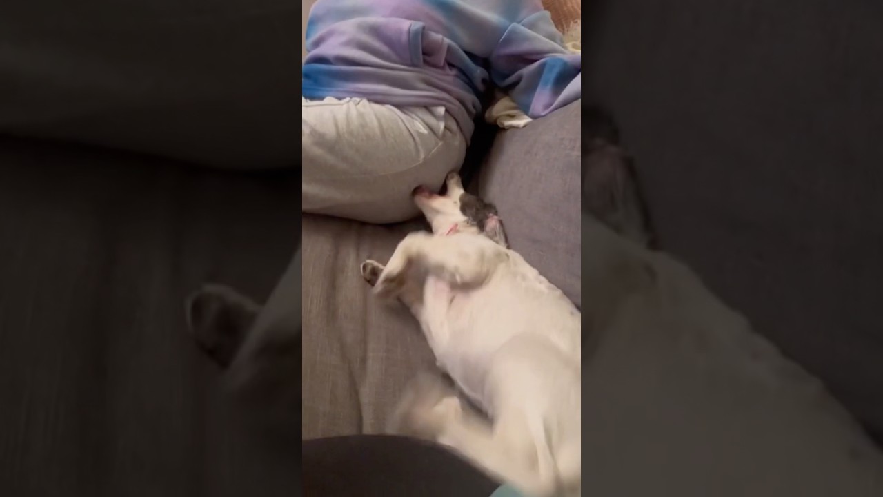 farting on dogs #dog #fartprank #americanbully #bulldog #funny #forypu