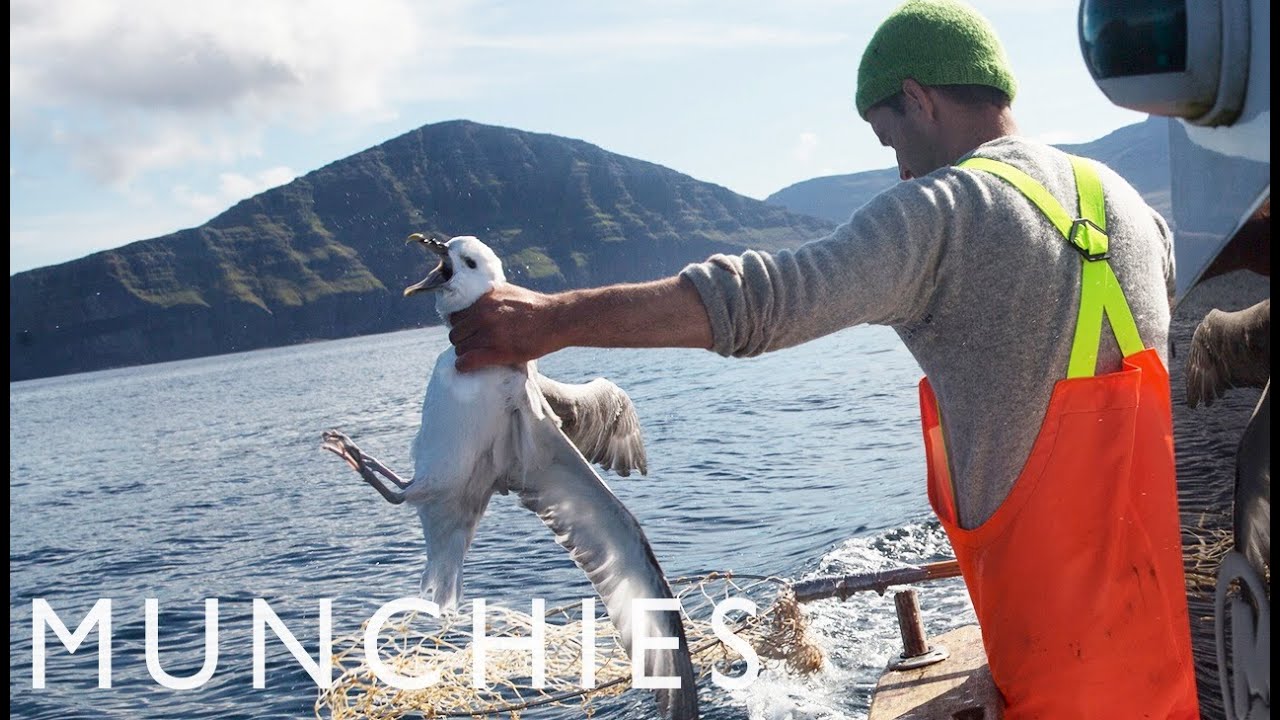 Fat Birds Are Easy Prey: Fulmar Hunting in the Faroe Islands