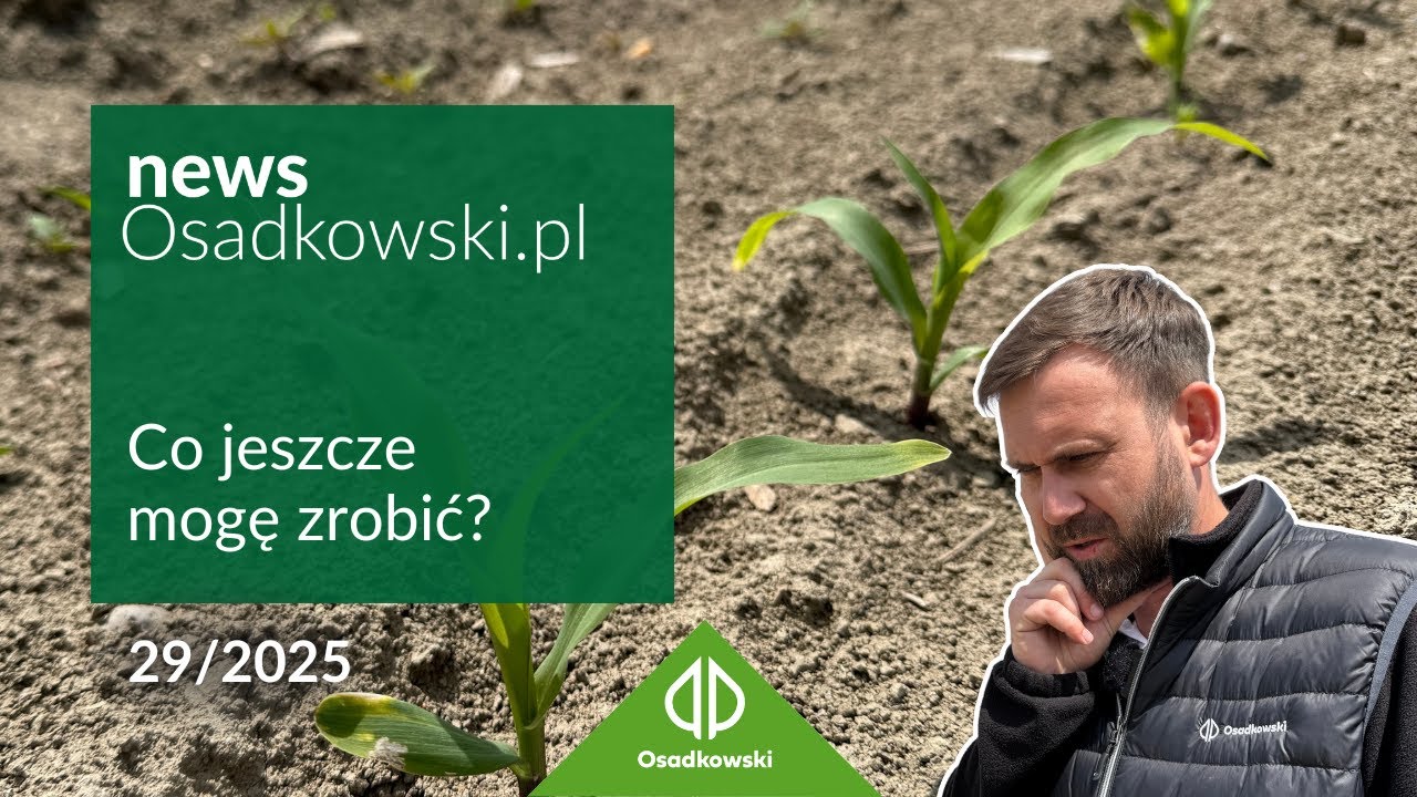 Faza 4-6 liści w kukurydzy – jakich błędów nie popełnić?