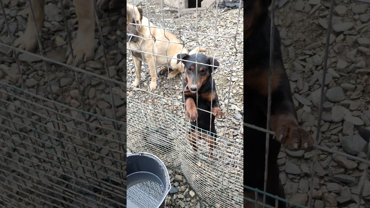 Fearless Jagd Terrier attack/ Crazy female
