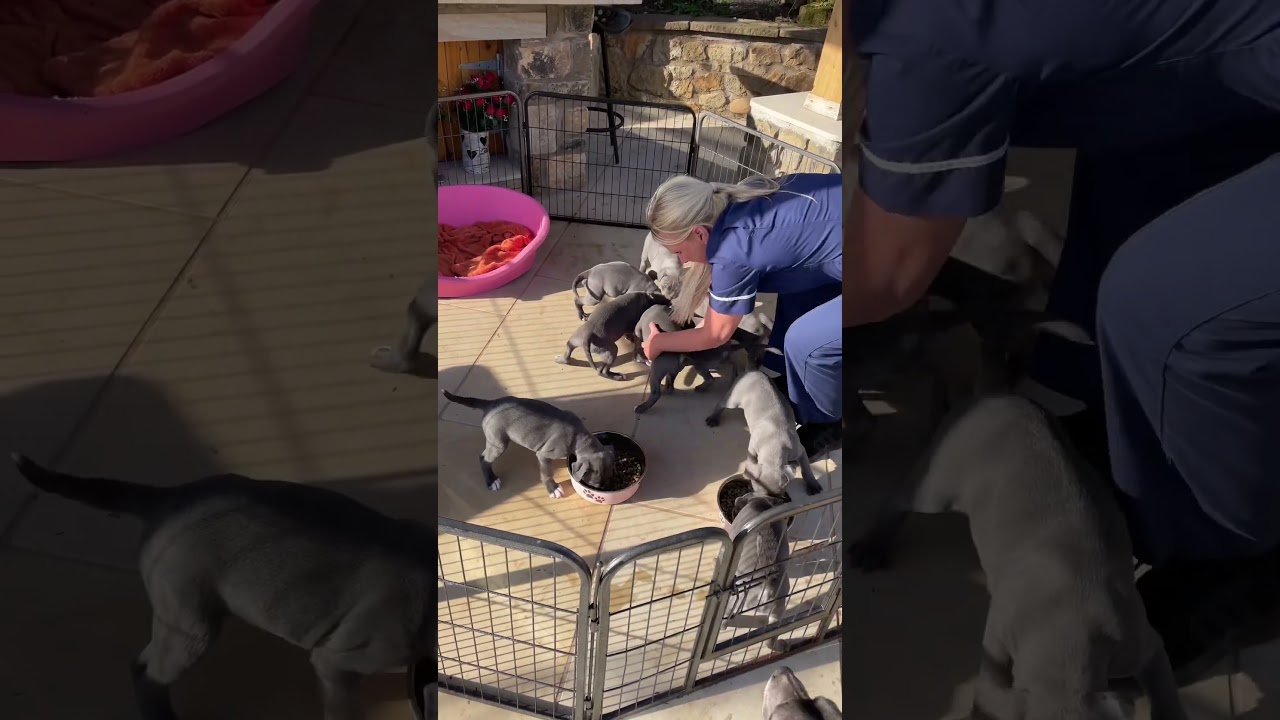 Feeding 9 greedy blue Staffordshire bull terrier puppies. We puppy shuffle so they all get some.