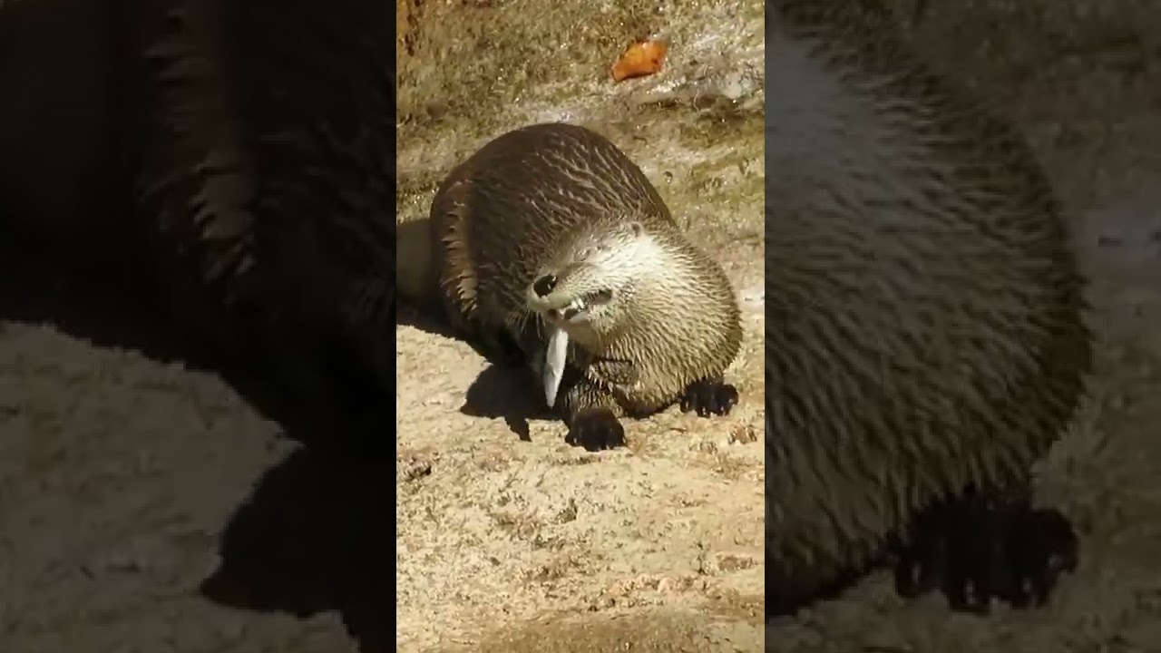 Feeding Dot The Otter #Shorts