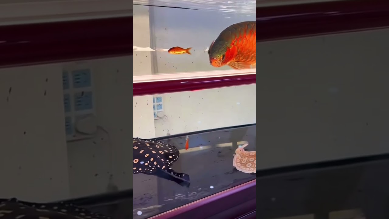 Feeding goldfish to arowana