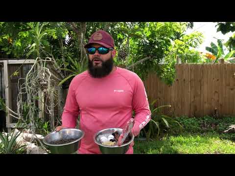 ‼️FEEDING RAW AND KIBBLE TOGETHER? WATCH THIS VIDEO.