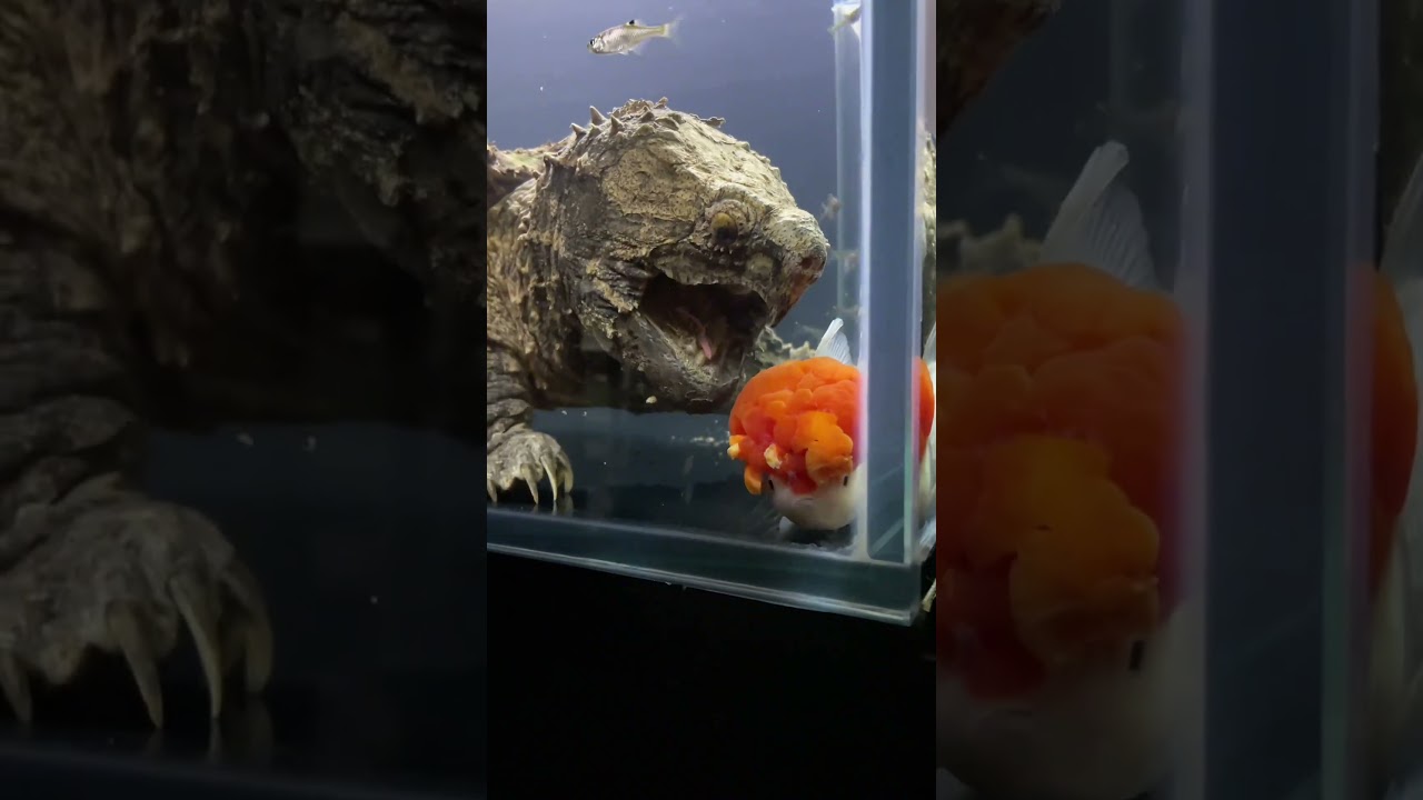 Feeding the turtle with goldfish? I always feel a bit sad about it. #koi #goldfish #fish