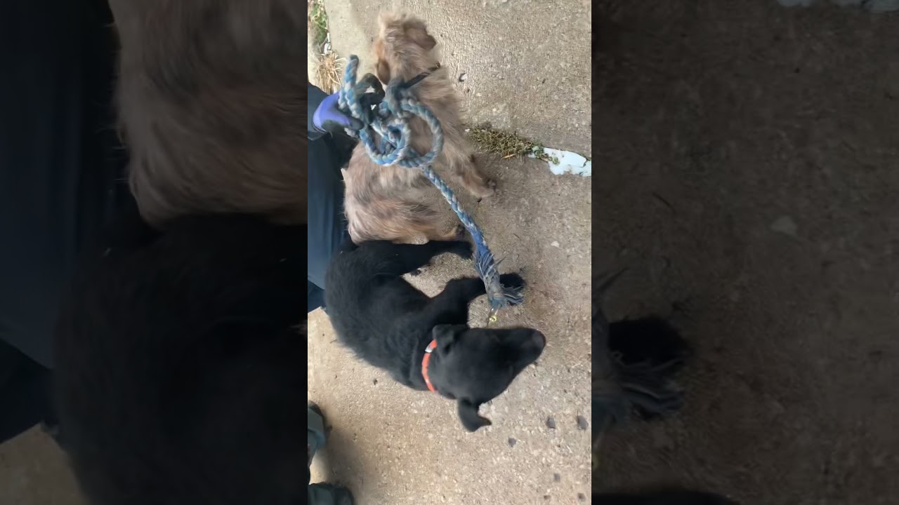 Fell terrier breeding locked 🔒 in #terriers #fellterrier #patterdale #borderterrier
