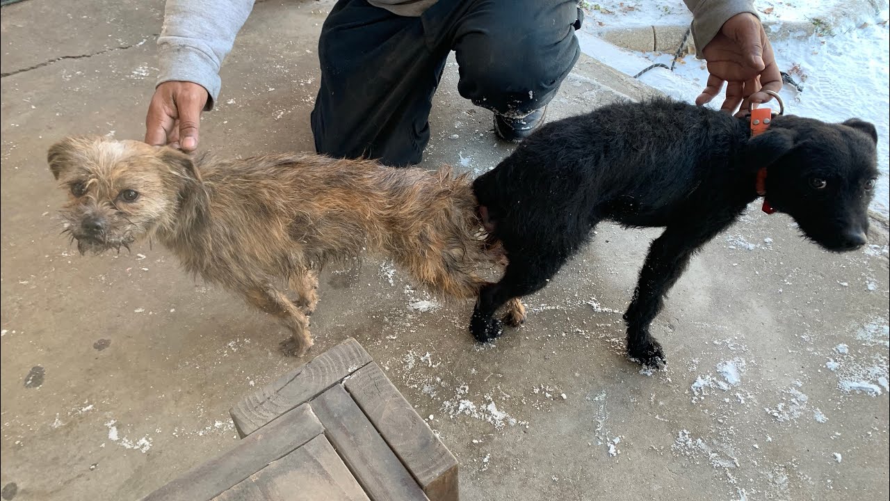Fell terrier breeding #patterdale #borderterrier #terriers #fellterrier