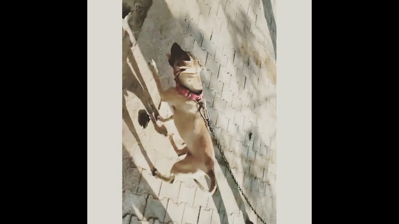 Female APBT ( Import bloodline )