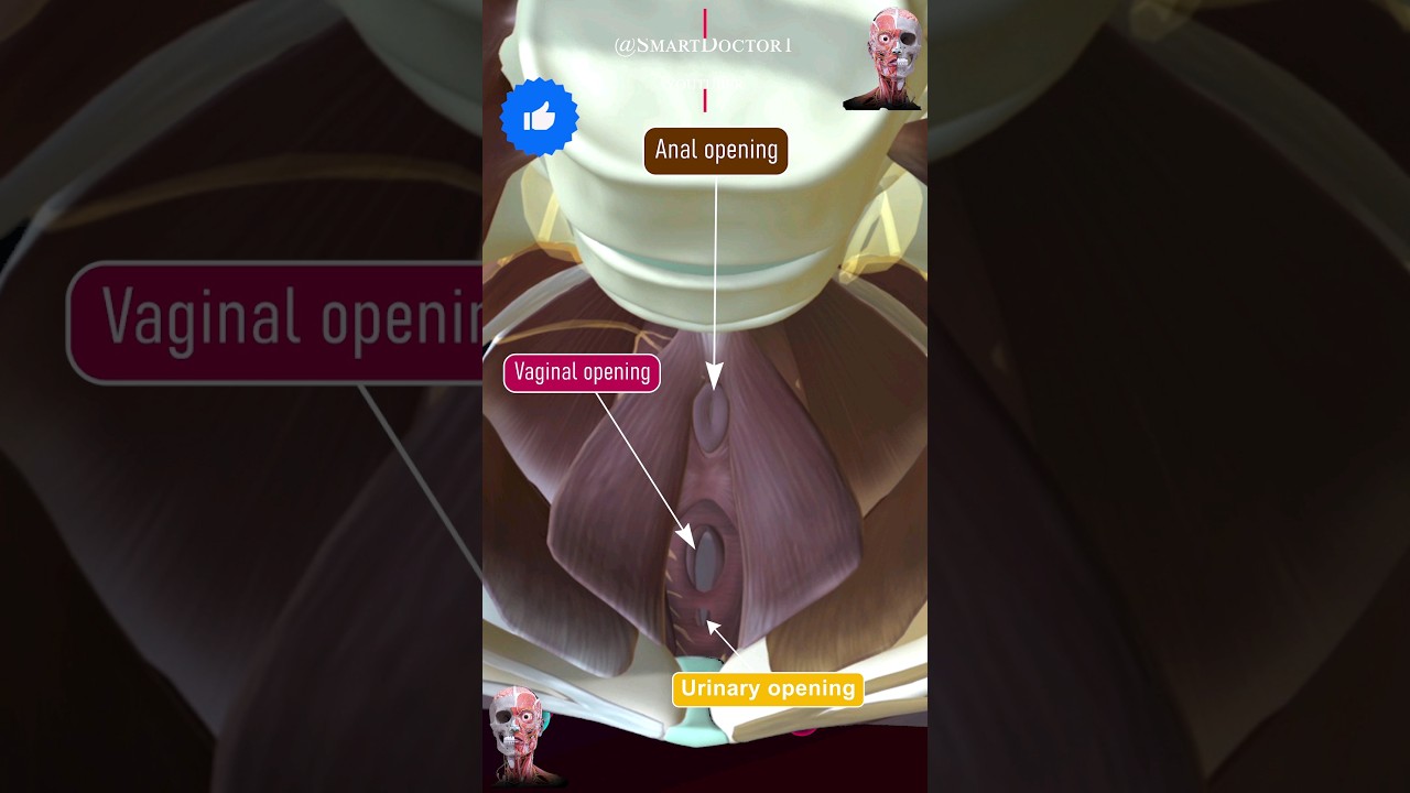 Female pelvic openings: vaginal, anal, and urinary ✨‍♀️