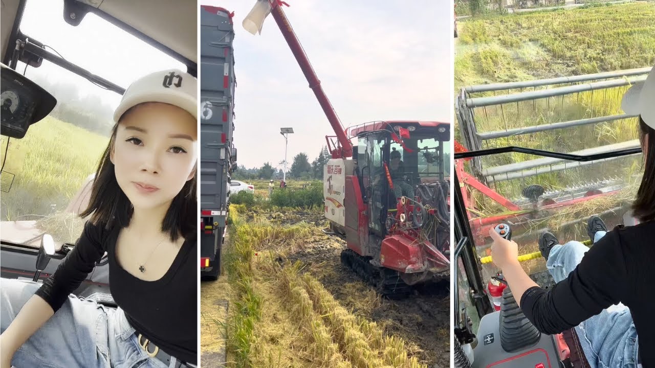Female Truck Driver Xiaoheimei Skillfully Operating Harvester in Rice Fields
