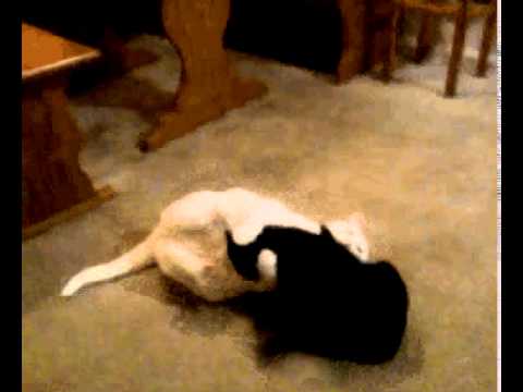 Feona and Keri Wrestling