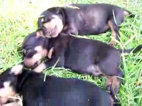 Ferma Belashtitza jagdterrier