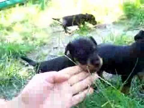 Ferma Belashtitza jagdterrier