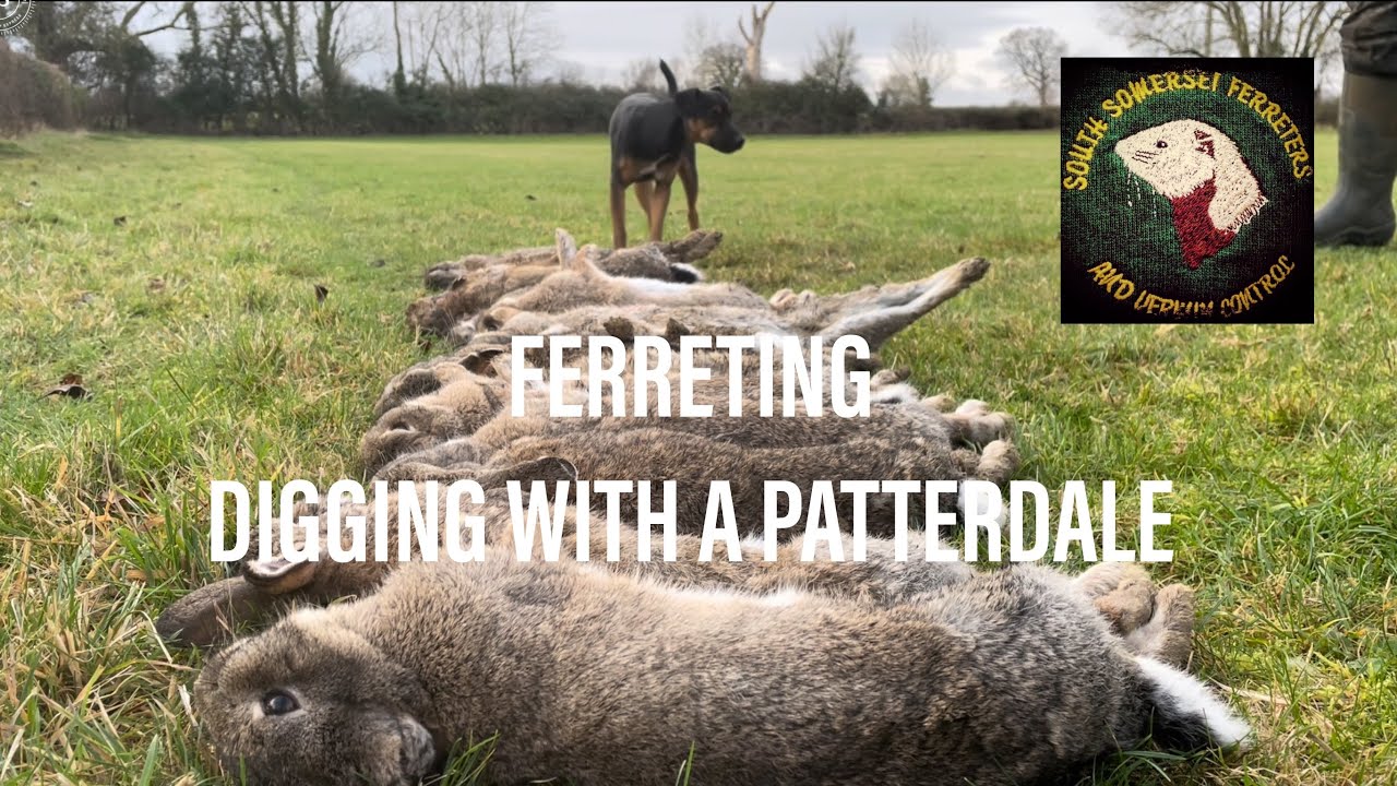 Ferreting-  digging with a patterdale terrier