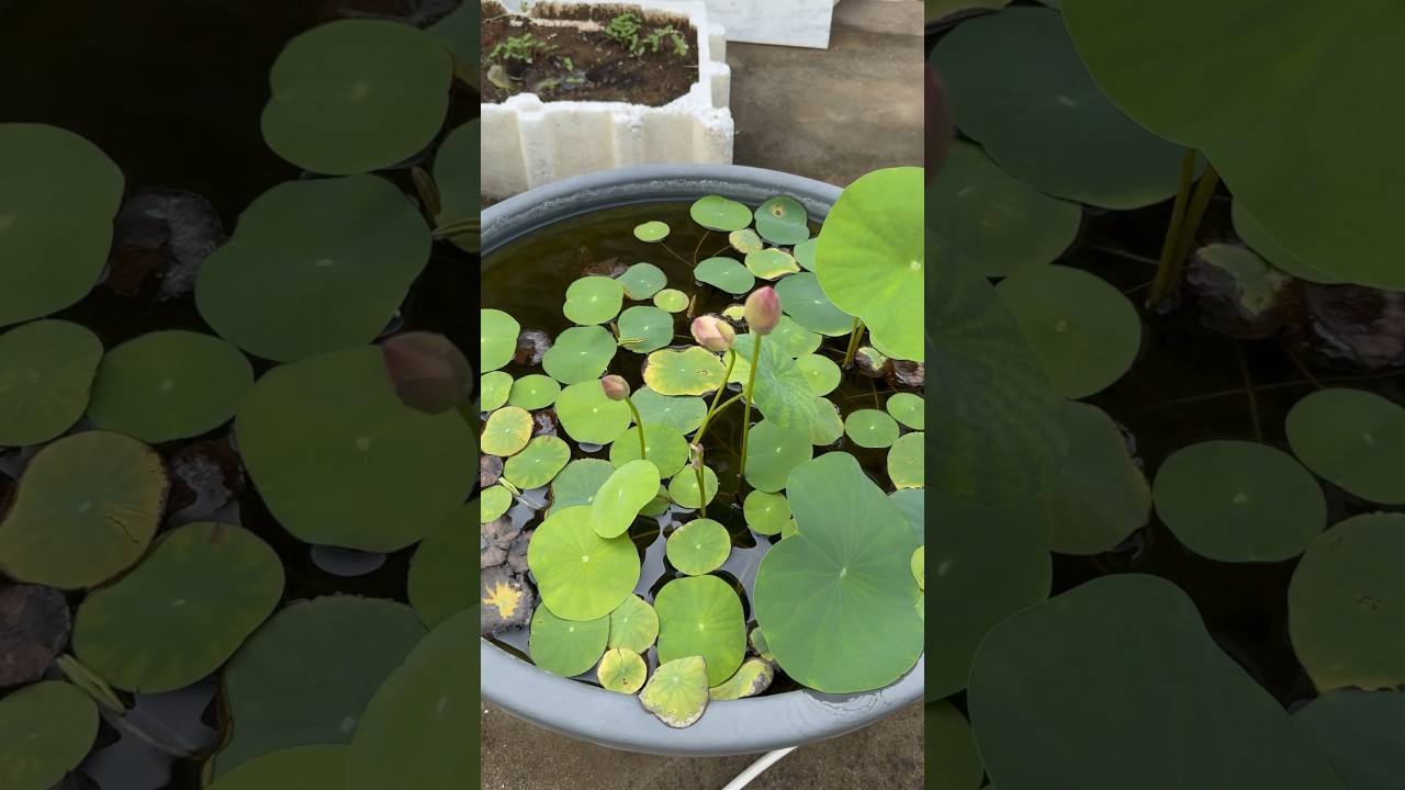 Fertilizer For Lotus and Water Lily for bloom 🪷