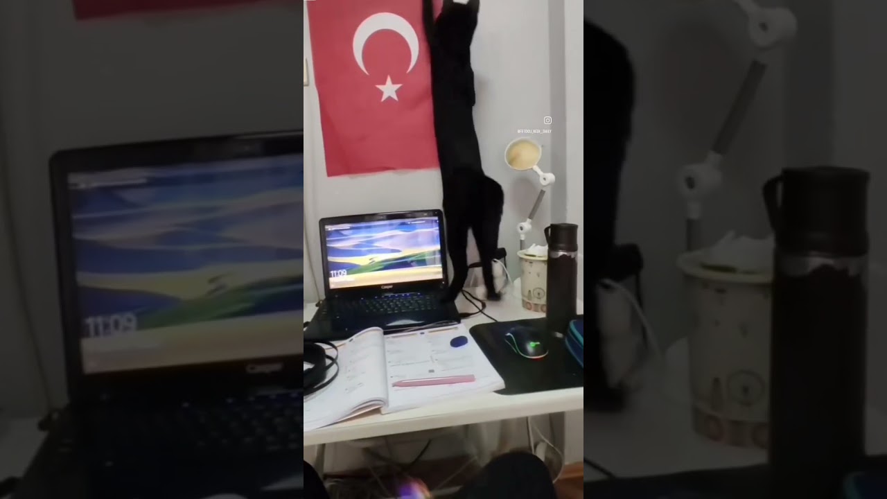 fetocu kedi