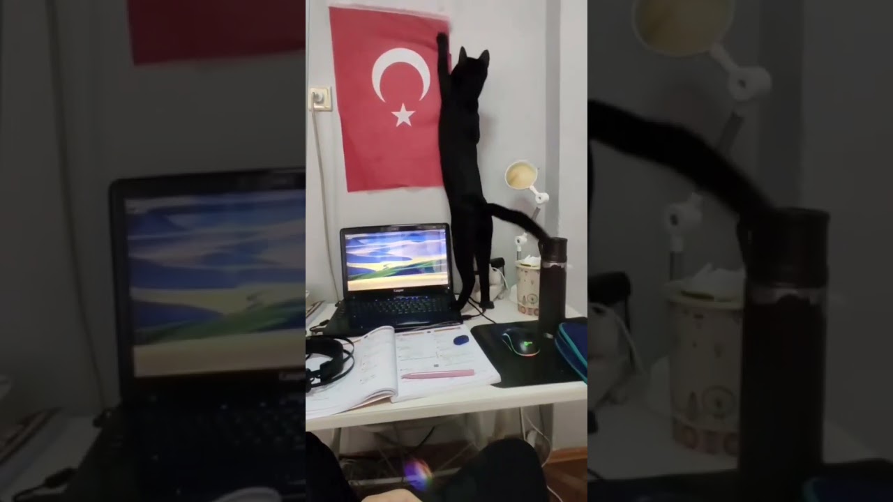 Fetocu kedi
