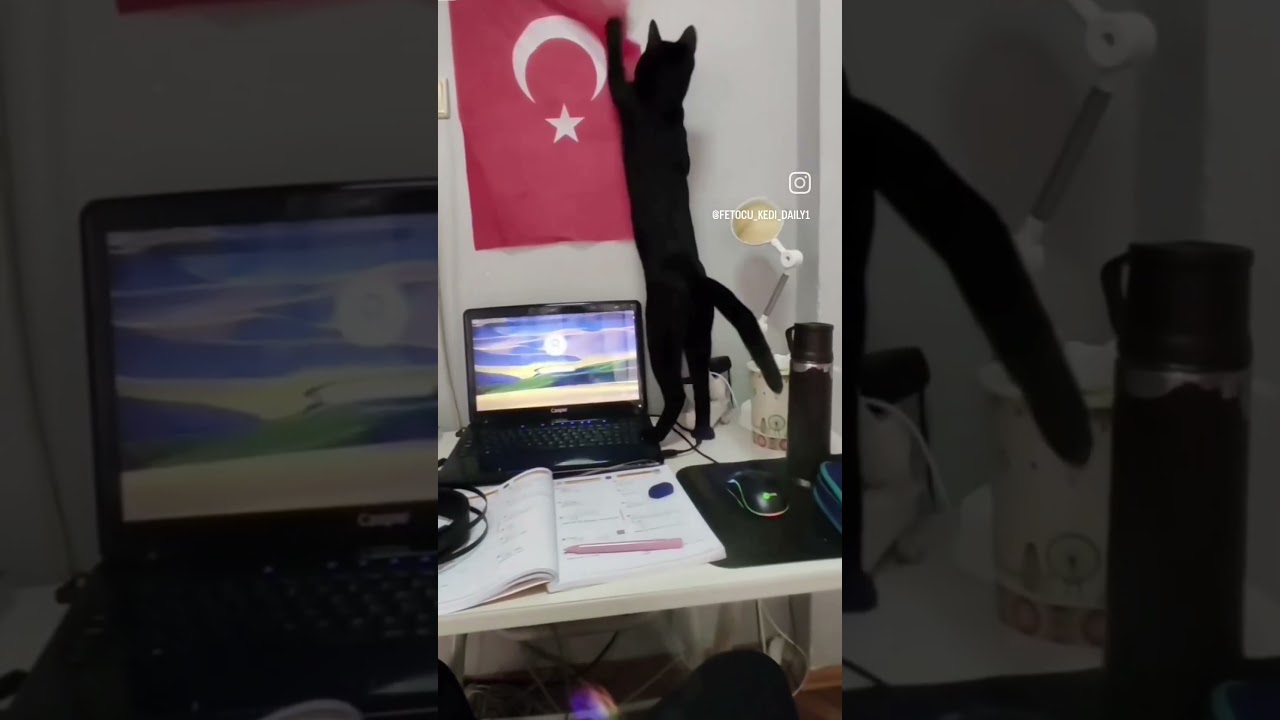 fetocu kedi #komik #araba #akparti #siyaset #devlet #iskenderbuyuk #mit #pkk #ami #fetö
