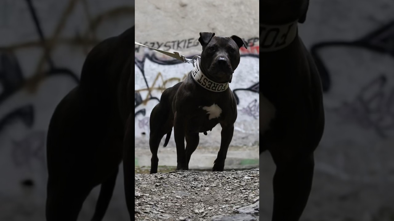FHK Black Becky II (FHK Black Becky & FHK (Garner’s) Elmo II) #americanpitbullterrier #apbt  #adba