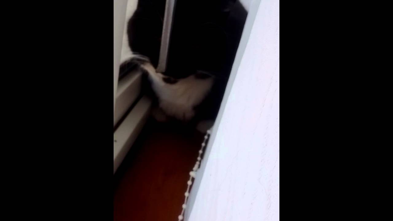 Fifi meets mlg