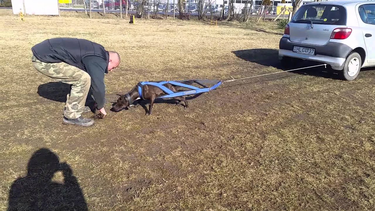 Fighterbulls Dézi húzó tréning