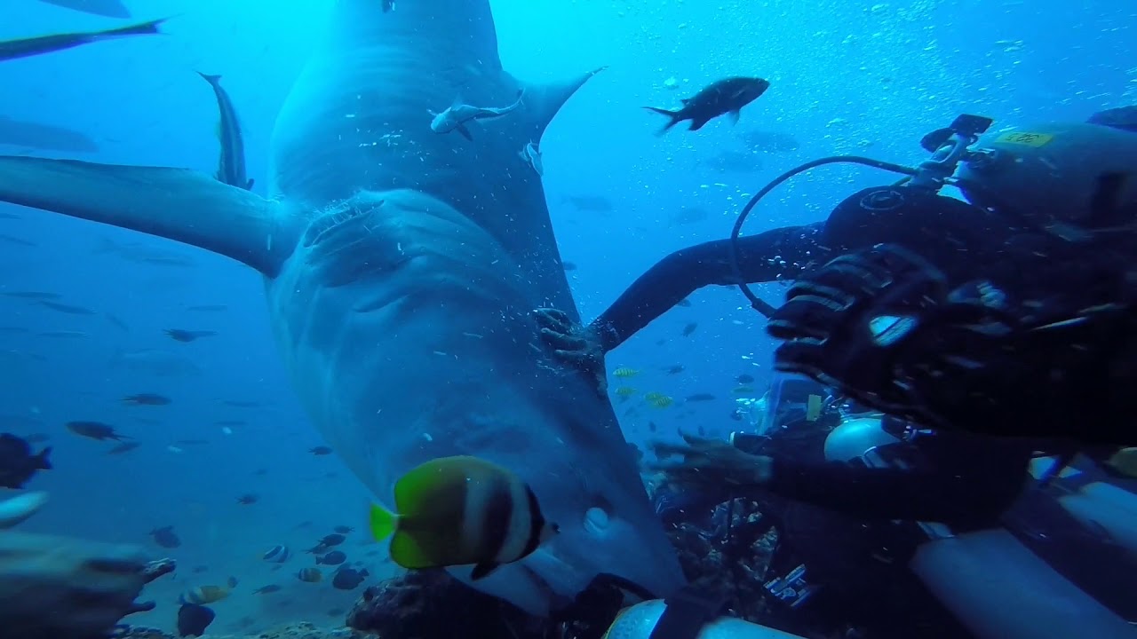 FIJI Tiger Shark Attack 2019 angle 3 斐济潜水被虎鲨攻击 角度3