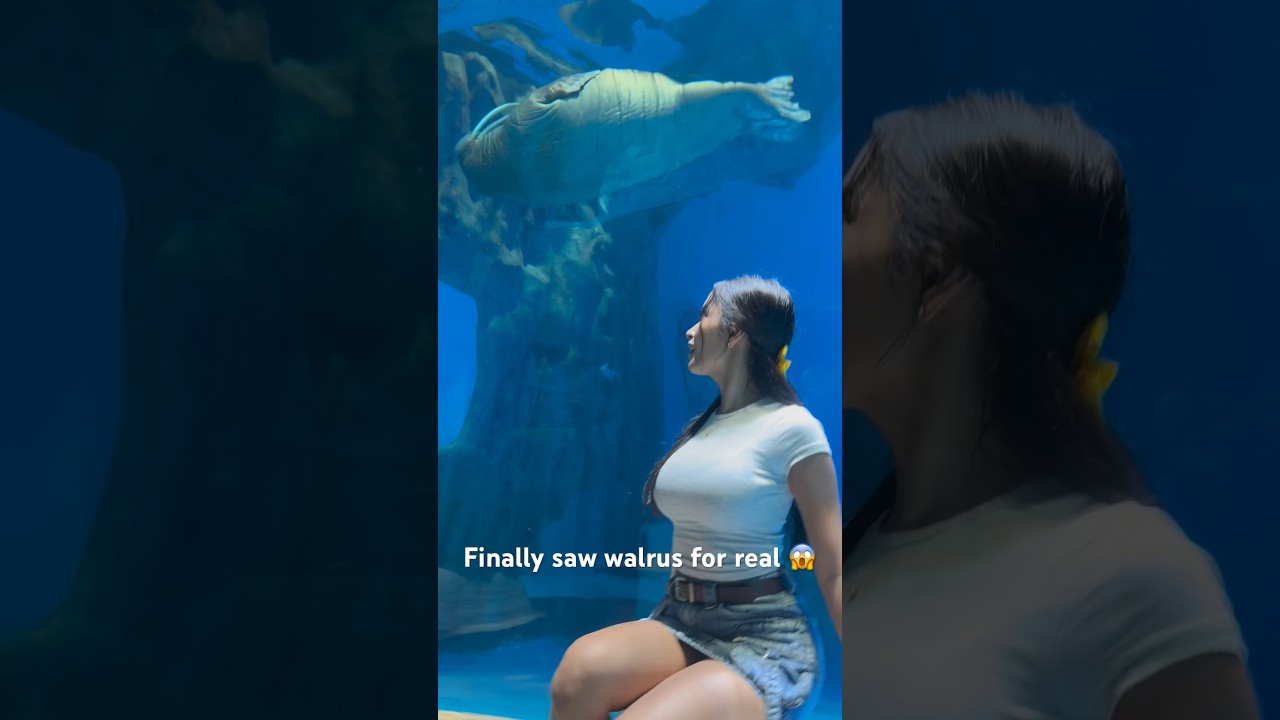 Finally saw walrus for real 😱