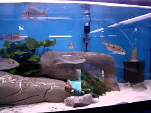Finatics Aqaurium: F1 Cyathopharynx Furcifer 