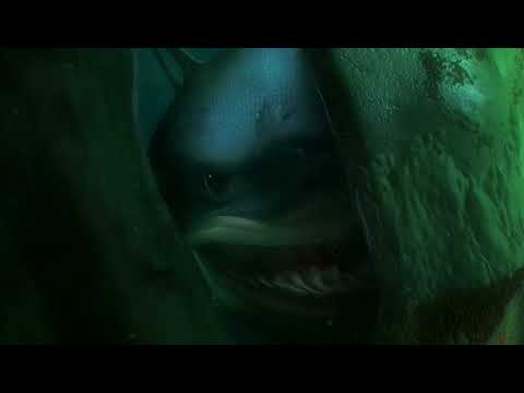 Finding Nemo Intervention!