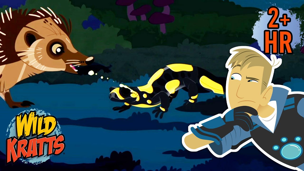 Fire Salamander Vs Hedgehog | Creature Combat | Animals for Kids | Wild Kratts