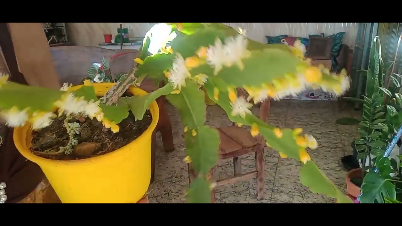 First flowering of the cactus plant