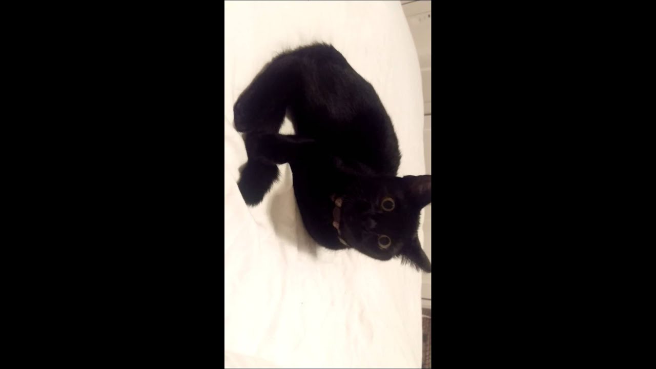 First time Coco hears a fart!