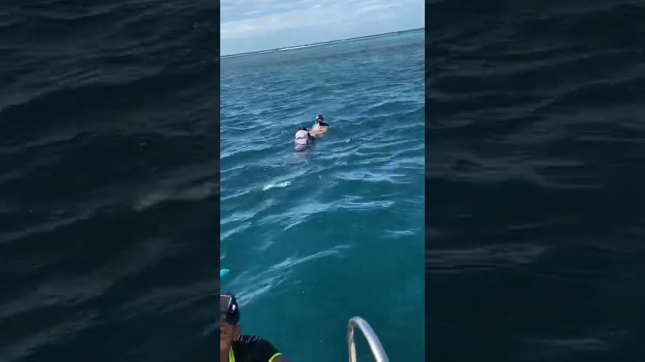 First time Snorkelling 🤿 experience… #maldives #maldiveshoneymoon #Snorkeling #fishes