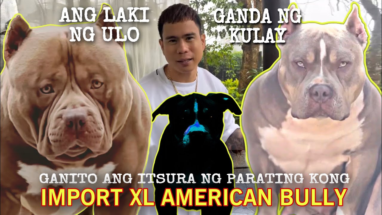 FIRST TIME TO BUY AN IMPORT XL AMERICAN BULLY PUPPY! ANG LAKI NG ULO! • Sam Walastik