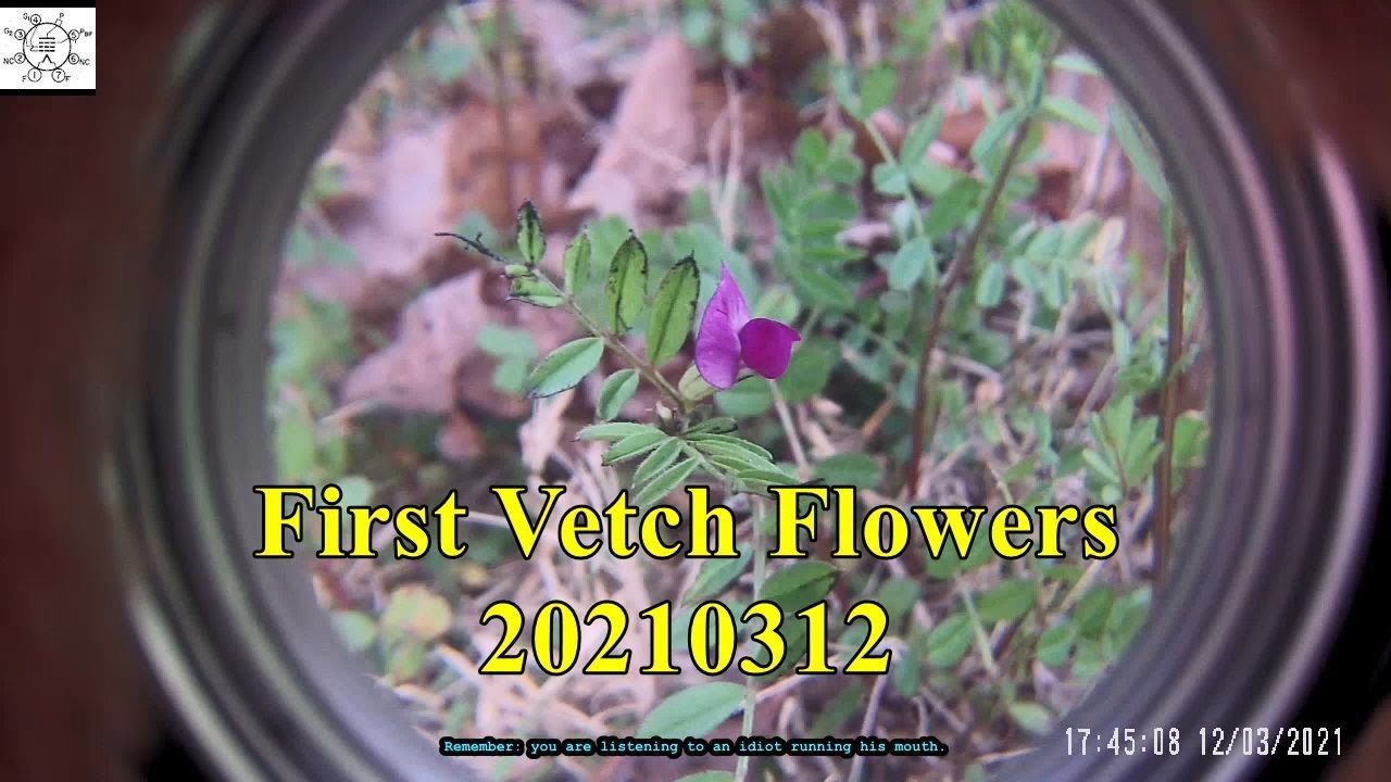 First Vetch Flowers 20210312