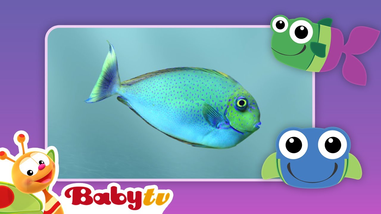 Fish 🐠 | Kids & Pets | BabyTV
