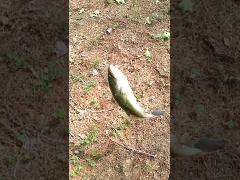 Fish crush night crawler