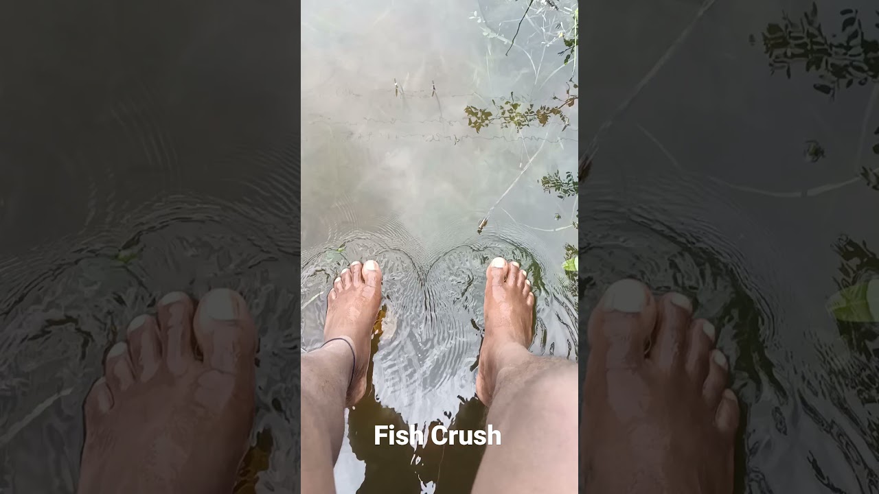 Fish Crush
