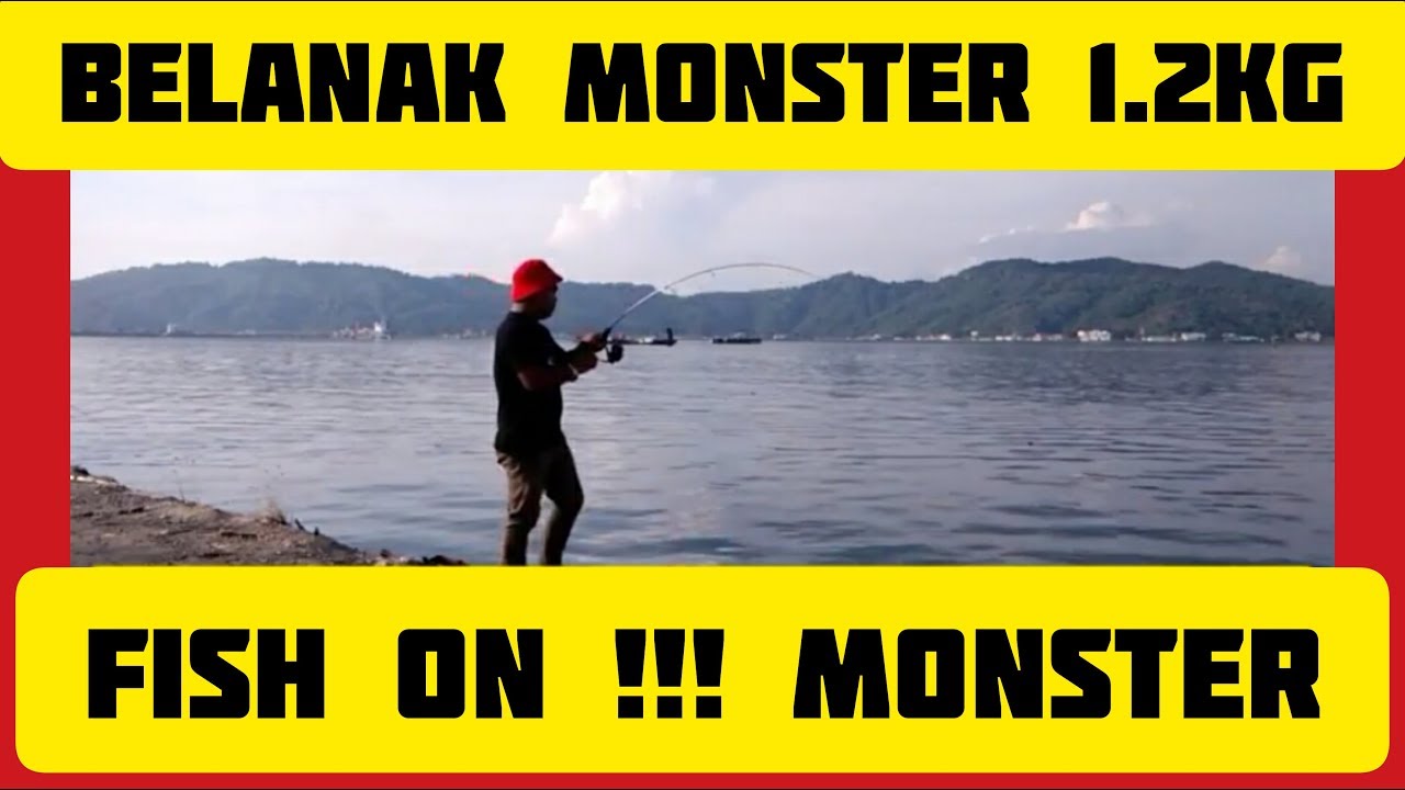 FISH ON !! || BELANAK MONSTER BABON 1.2kg  #29