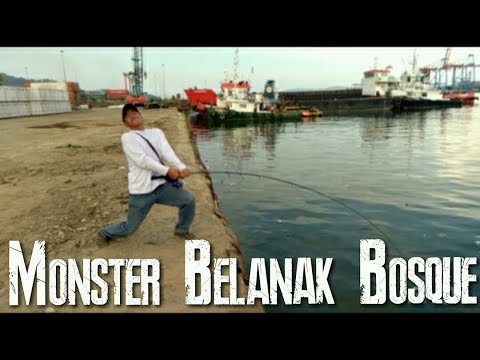 FISH ON !! MONSTER BELANAK 1.4kg #30