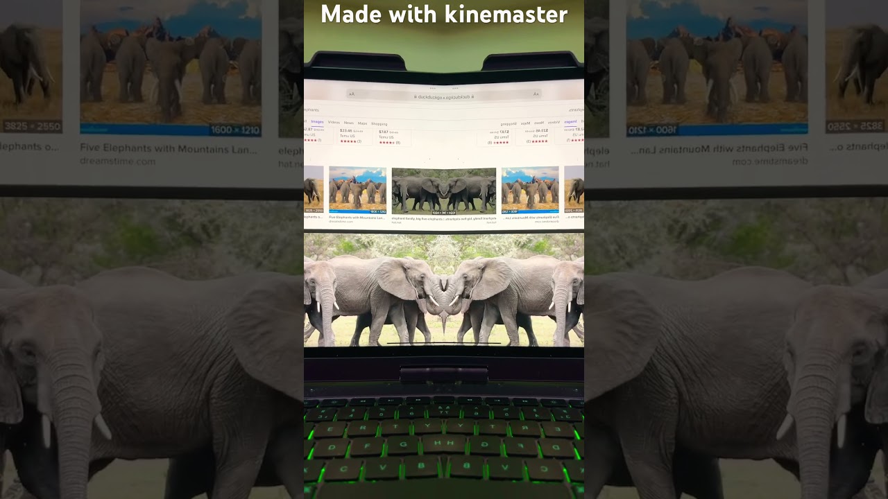 Five African elephants 🐘 🔊