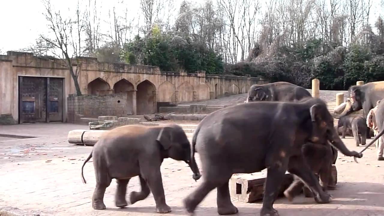Five baby elephants in Hannover Zoo