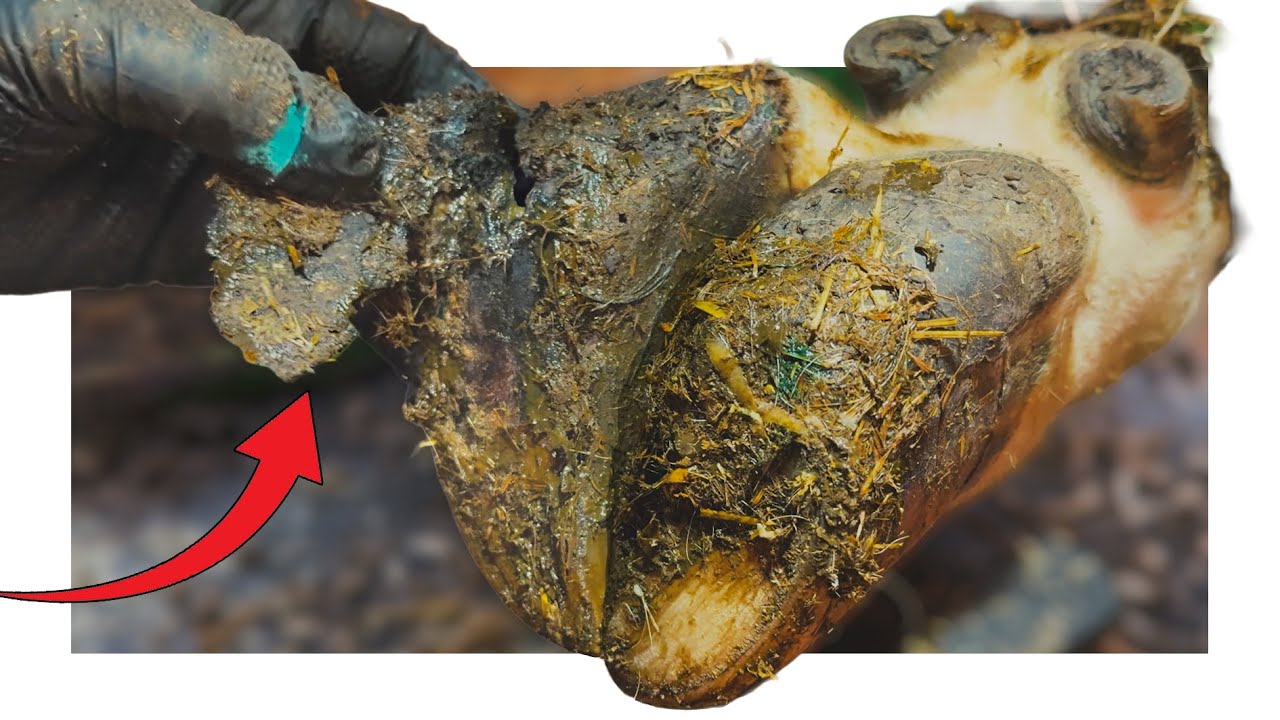FLAP of DANGLING hoof horn ... the COMPLETE STORY!!!