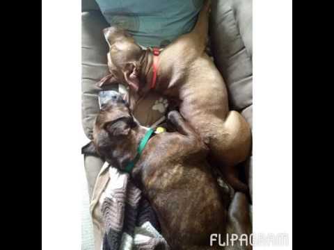 Flipagram - Hank celebrates one year HOME